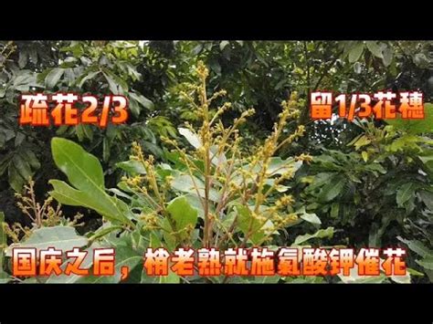 龍眼催花方法|龍眼催花時間和方法